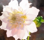 Pale Pink Dahlia